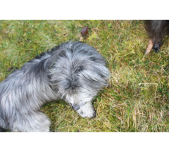 36 Hundetreffen Obermaiselstein 2011